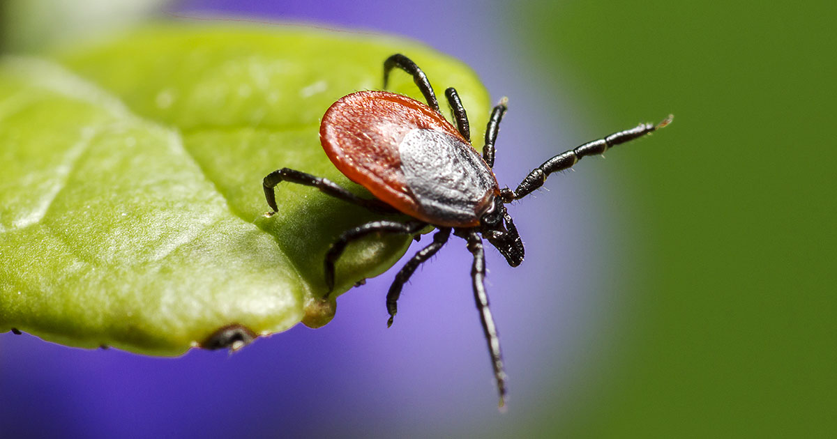 Resources for Lyme Disease for Healthcare Providers and Patients